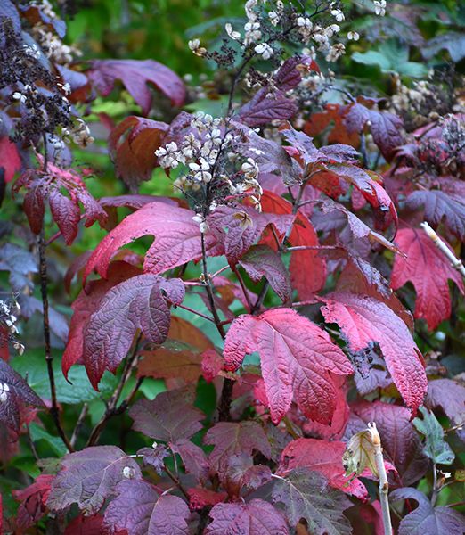 Hydrangea quercifolia 'Alice'